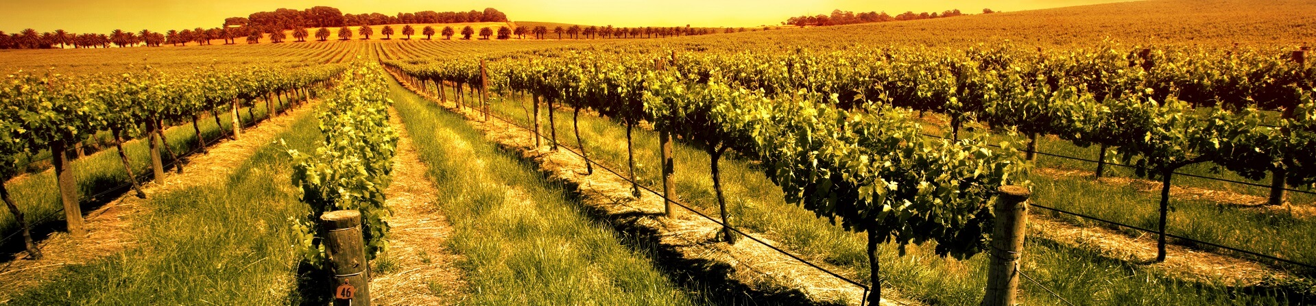 What is the oldest winery in the Barossa Valley?