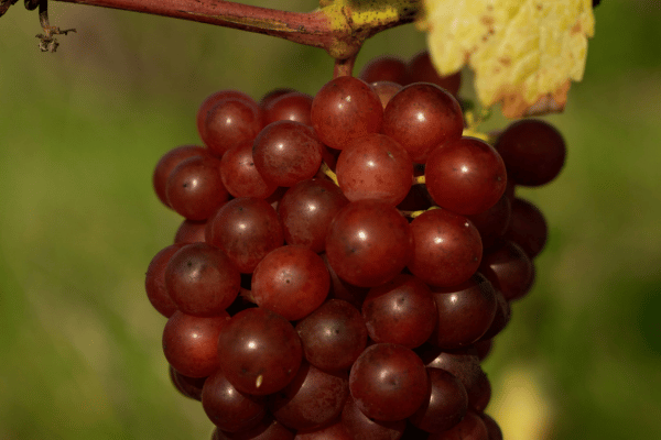 barossa grenache red grapes